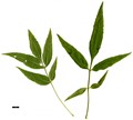 SpeciesSub: subsp. syriaca